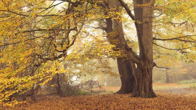 Trees in autumn at Hatfield Forest, Essex